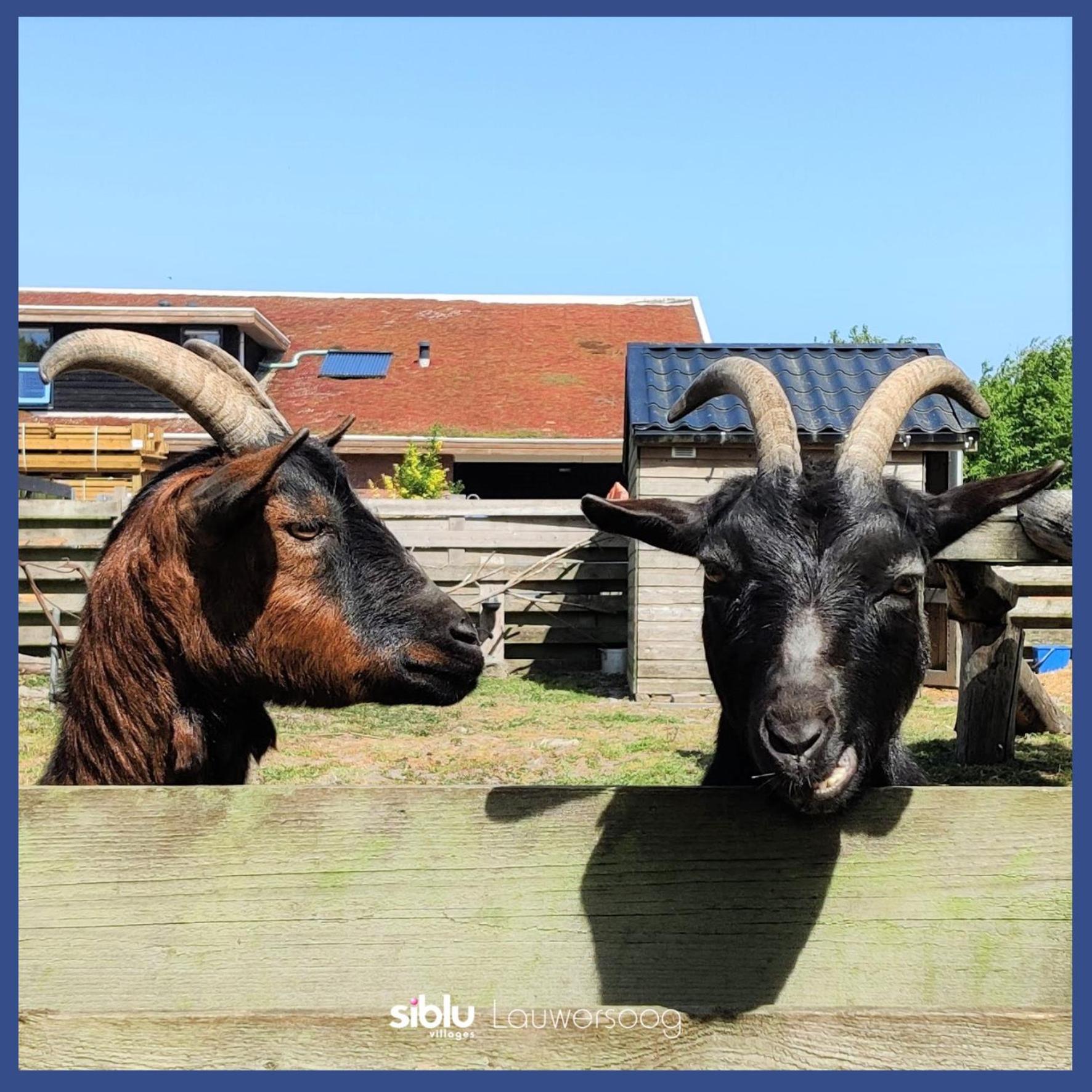 Enjoy Meer Und See Ferienhaus -In Lauwersoog- 1-6 Pers- 3 Schlafzimmer- Fruehes Einchecken Ab 14 Uhr Exterior foto
